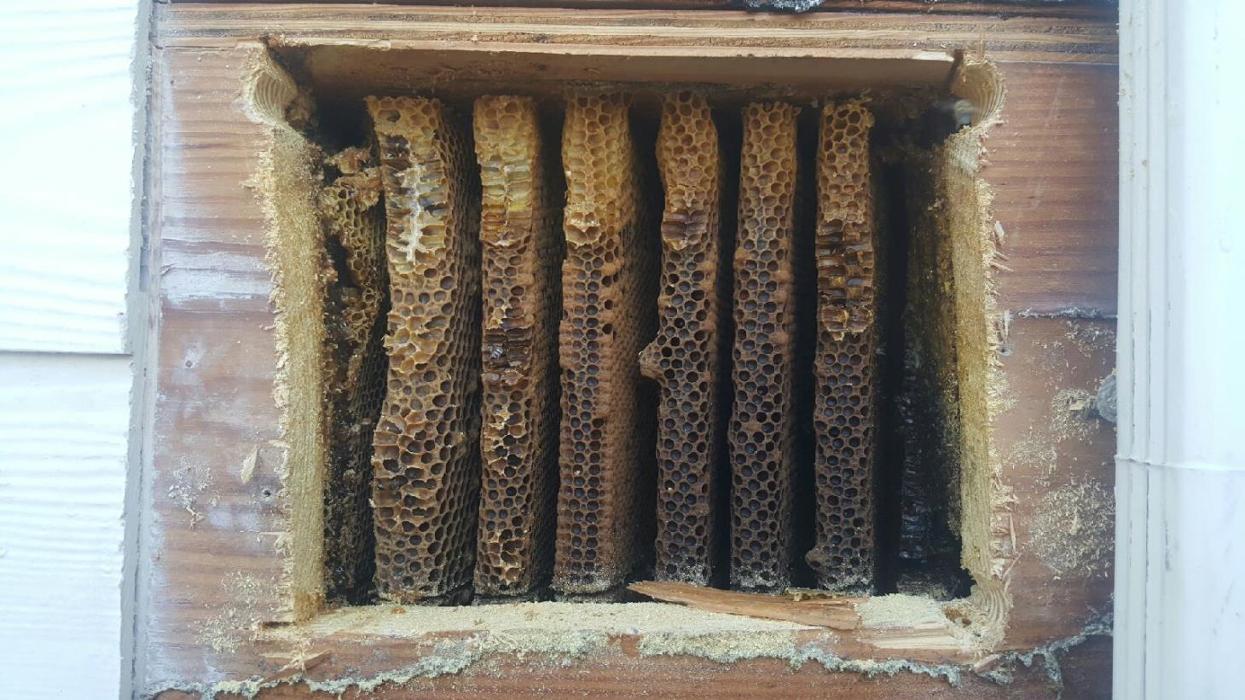 Brother's Bee Removal - Pearland, TX