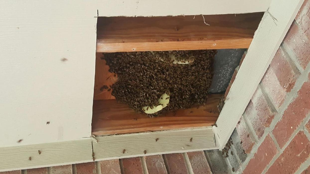 Brother's Bee Removal - Pearland, TX