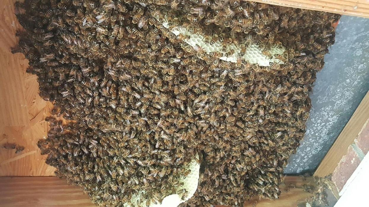 Brother's Bee Removal - Pearland, TX