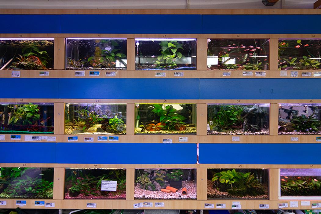 Zoofachmarkt Brändle, Max-Stromeyer-Straße in Konstanz