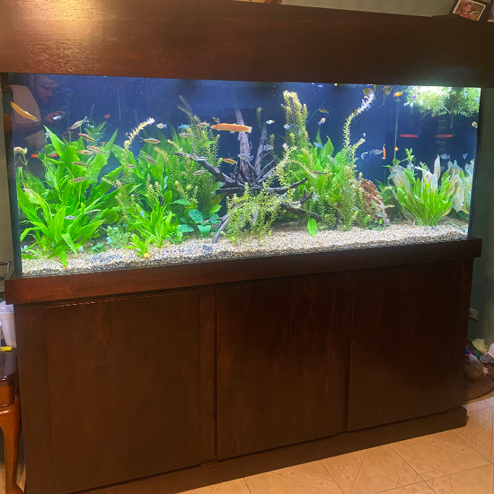 Aquarium Maintenance, LLC - Conroe, TX