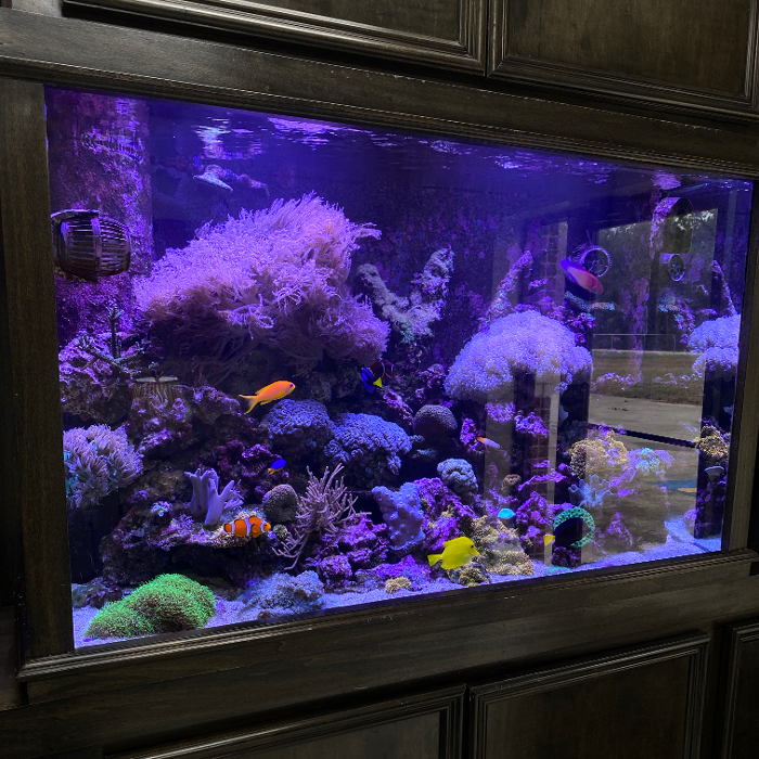 Aquarium Maintenance, LLC - Conroe, TX