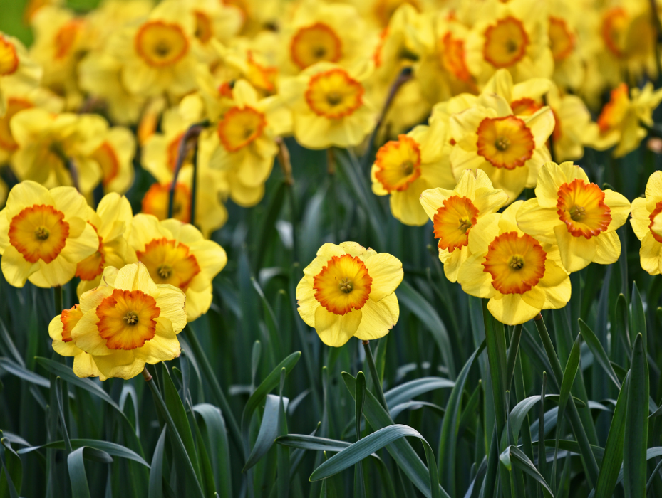 Baack's The Florist Image