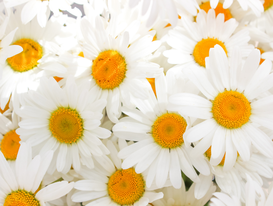 Baack's The Florist Image