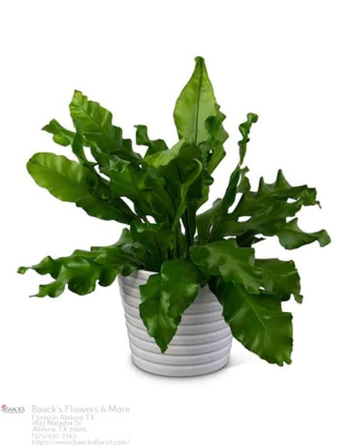 Baack's The Florist Image