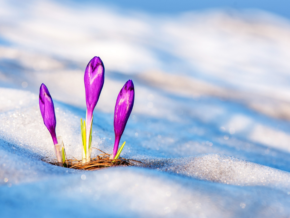 Baack's The Florist Image