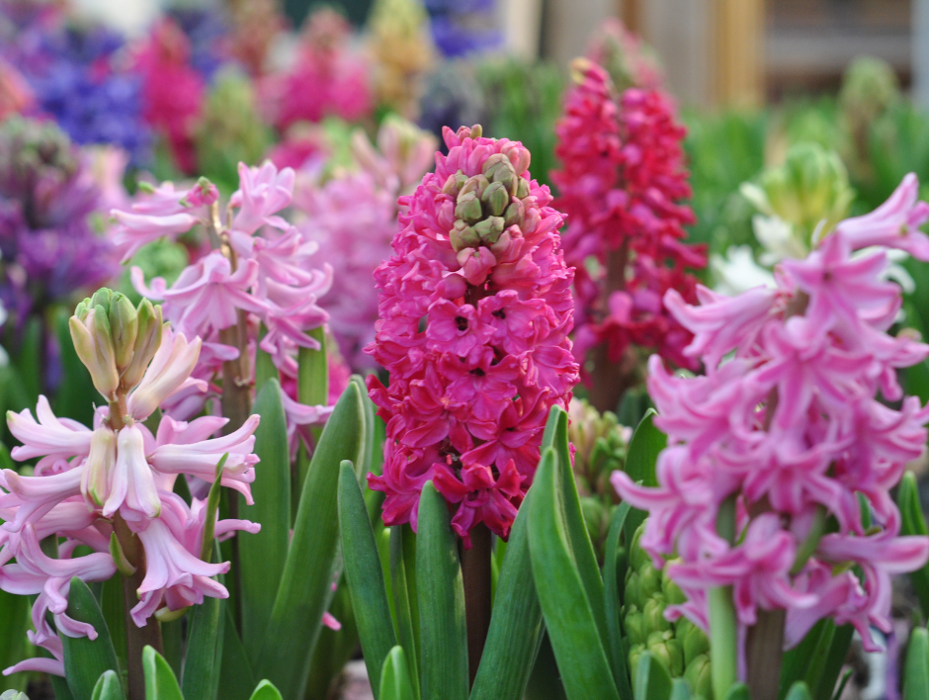 Baack's The Florist Image