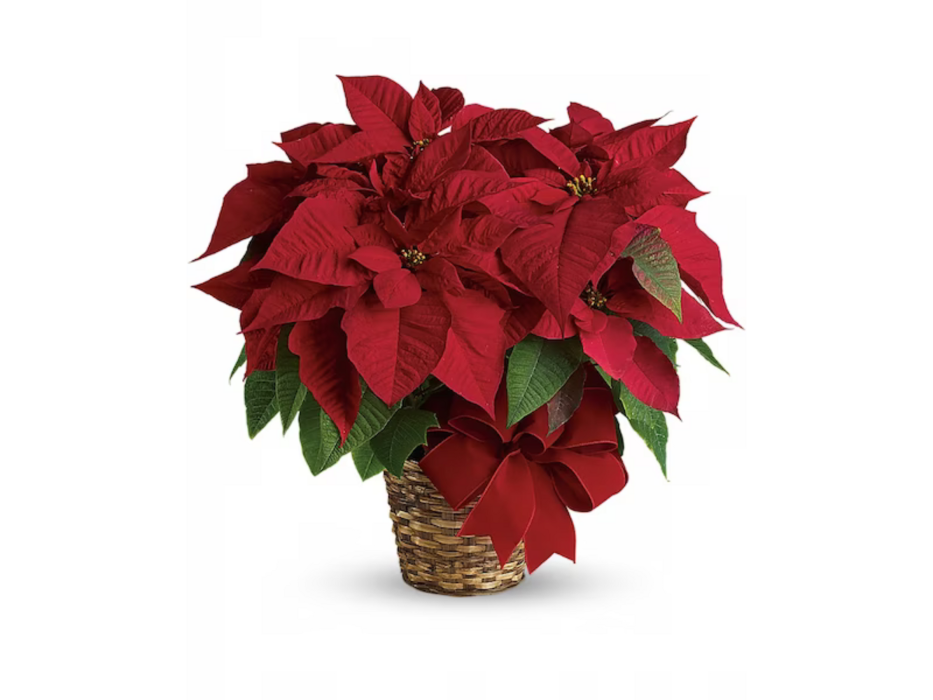 Baack's The Florist Image