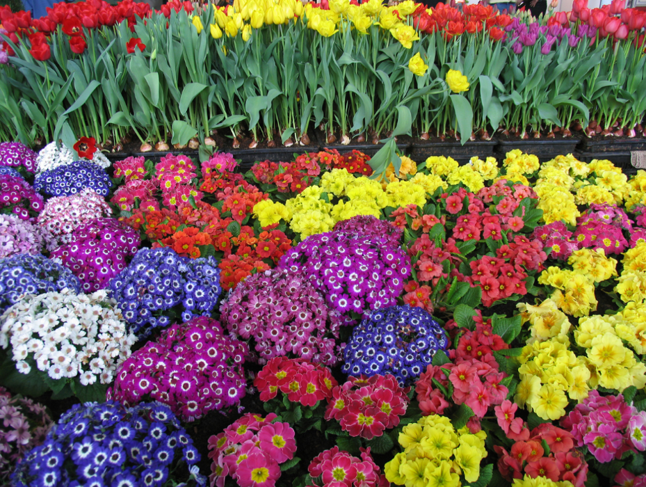 Baack's The Florist Image