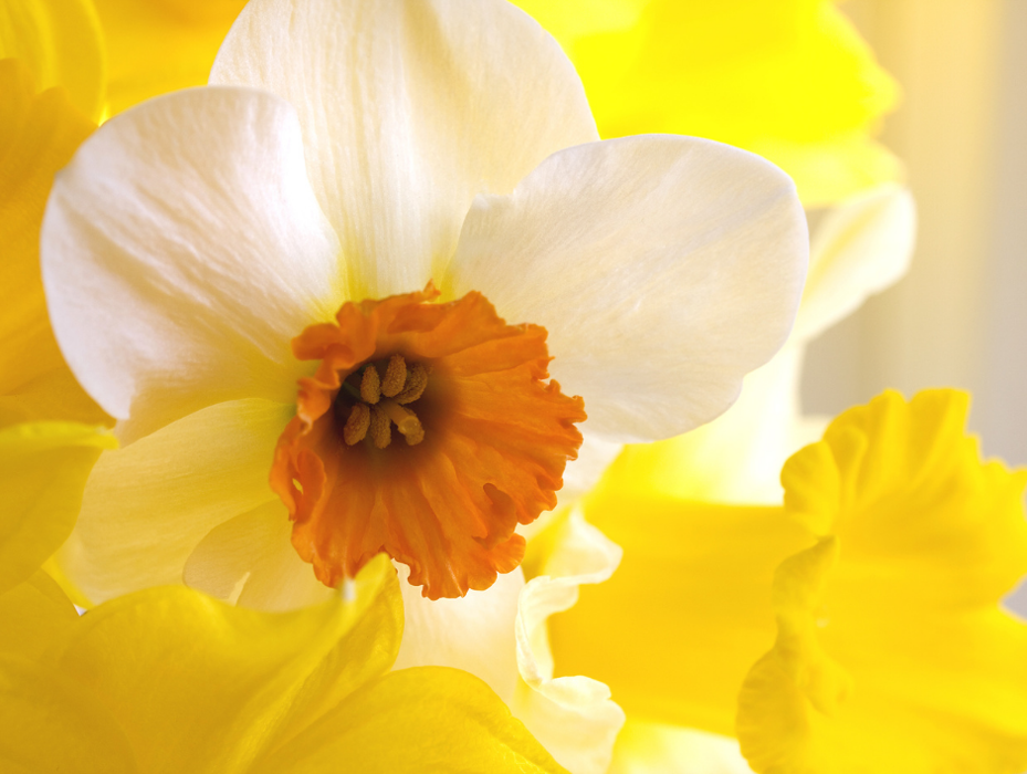 Baack's The Florist Image