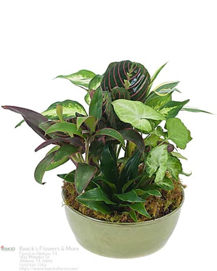 Baack's The Florist Image