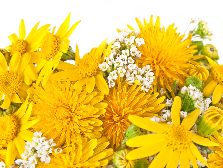 Baack's The Florist Image