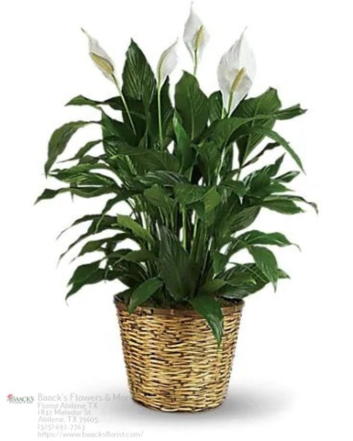 Baack's The Florist Image