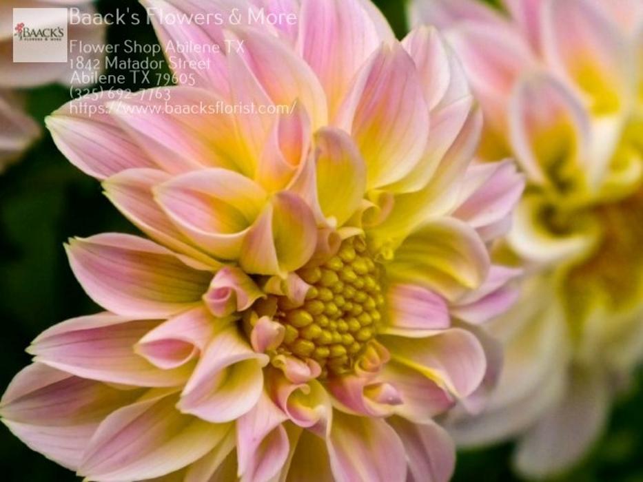 Baack's The Florist Image