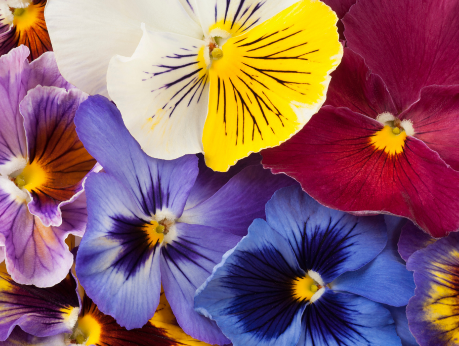 Baack's The Florist Image