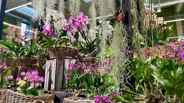 HORNBACH Gartencenter Leipzig - Alte Messe, Richard-Lehmann-Straße in Leipzig