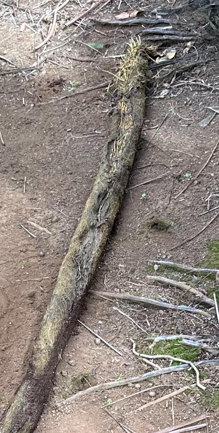 RooterMan Orlando Florida Image