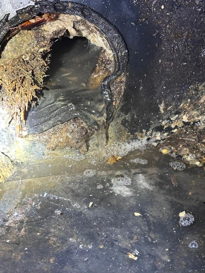 RooterMan Orlando Florida Image