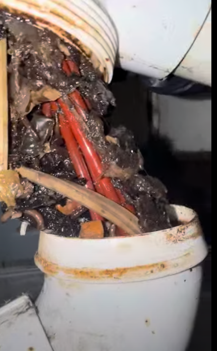 RooterMan Orlando Florida Image