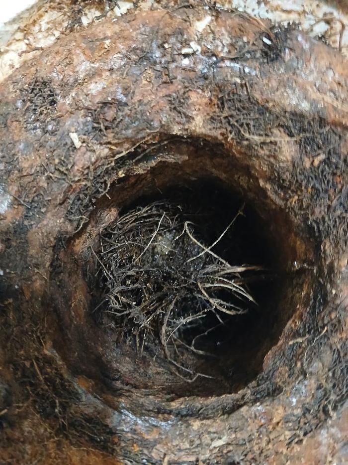 RooterMan Orlando Florida Image