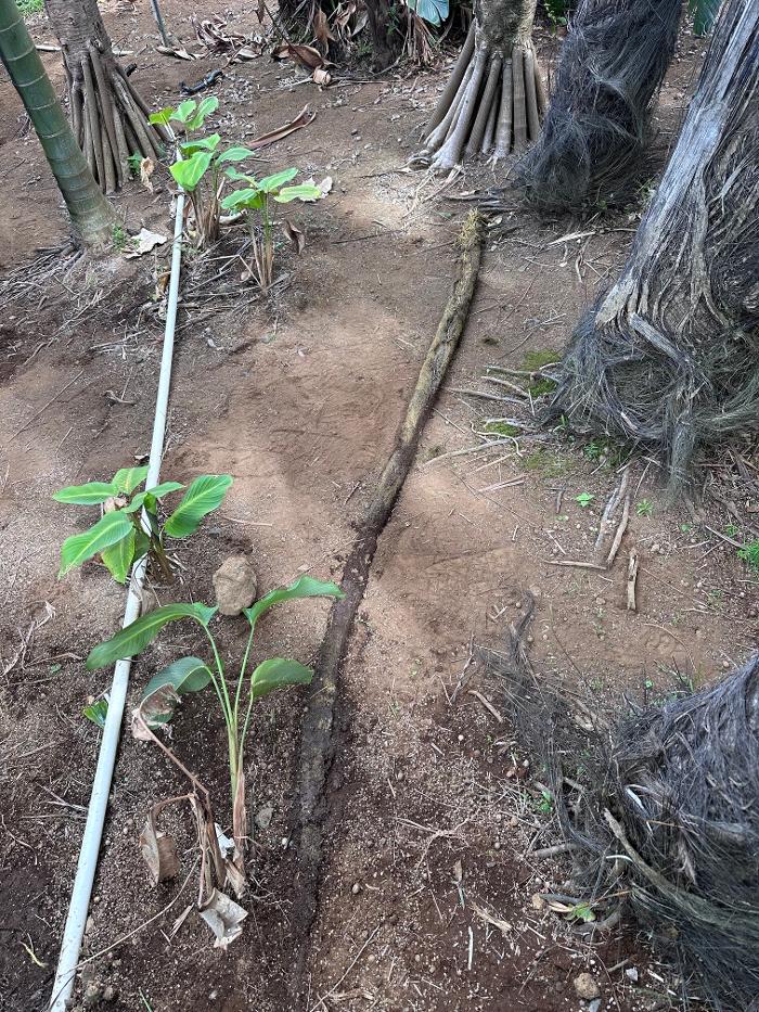 RooterMan Orlando Florida Image