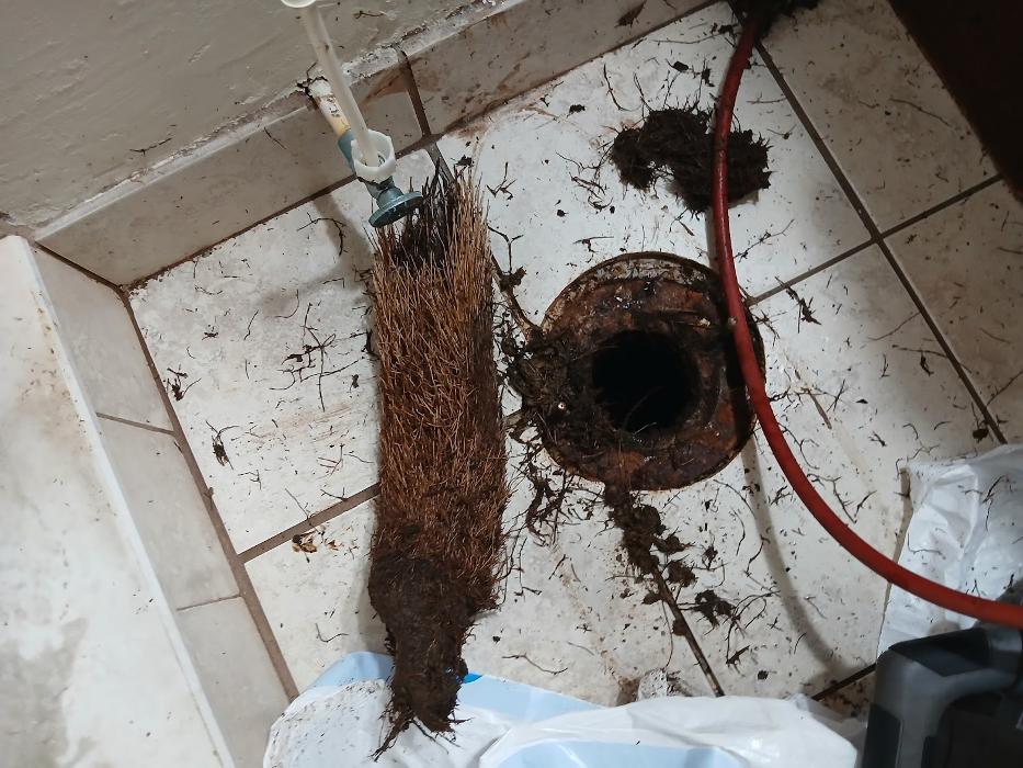 RooterMan Orlando Florida Image