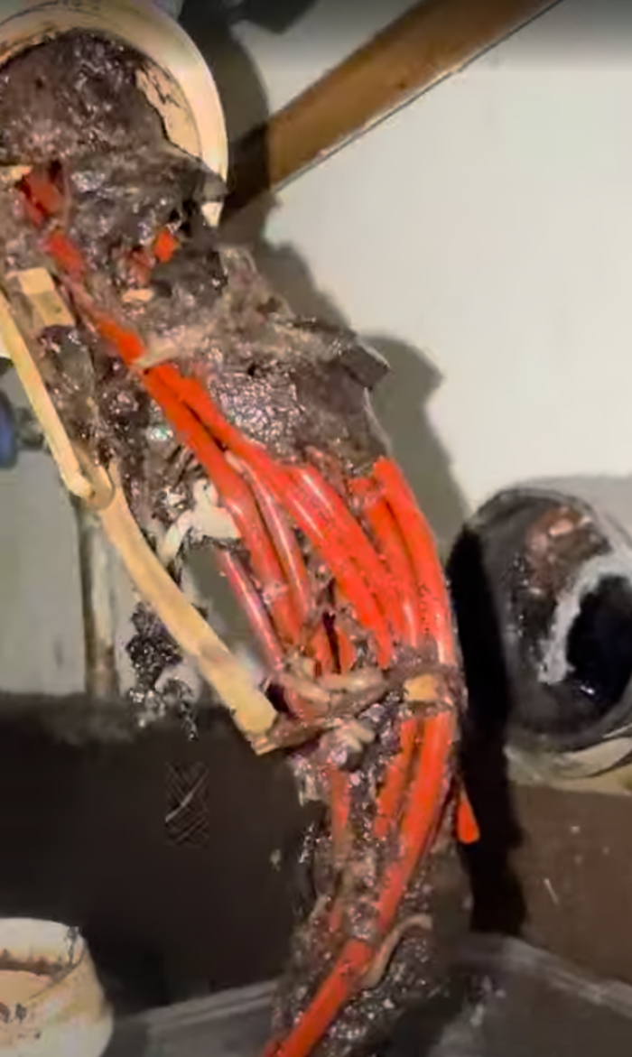 RooterMan Orlando Florida Image