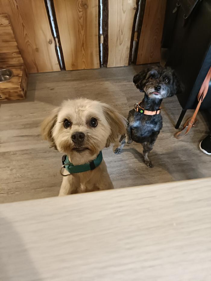 Hundecoiffeuse Linda, Poststrasse in Drei Höfe