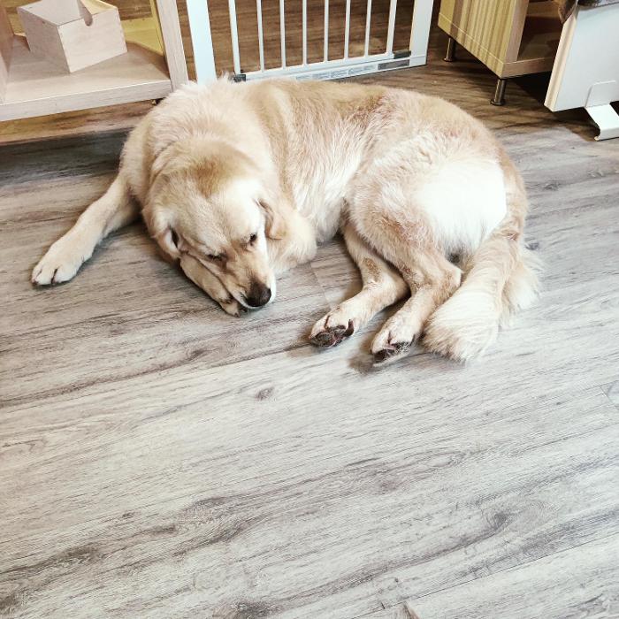 Hundecoiffeuse Linda, Poststrasse in Drei Höfe