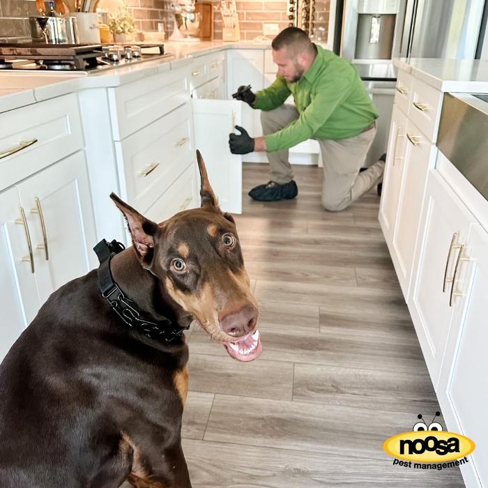 Noosa Pest Management LLC Image