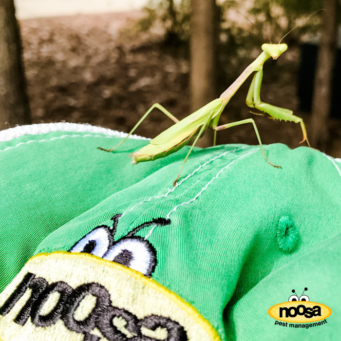 Noosa Pest Management LLC Image