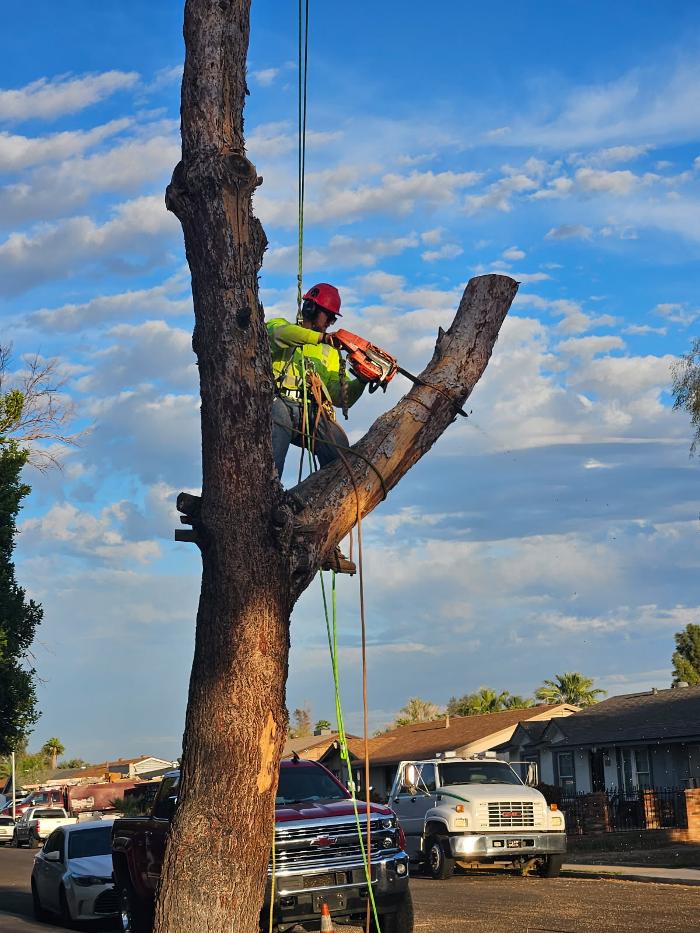 All Aspect Arborist LLC - Mesa, AZ