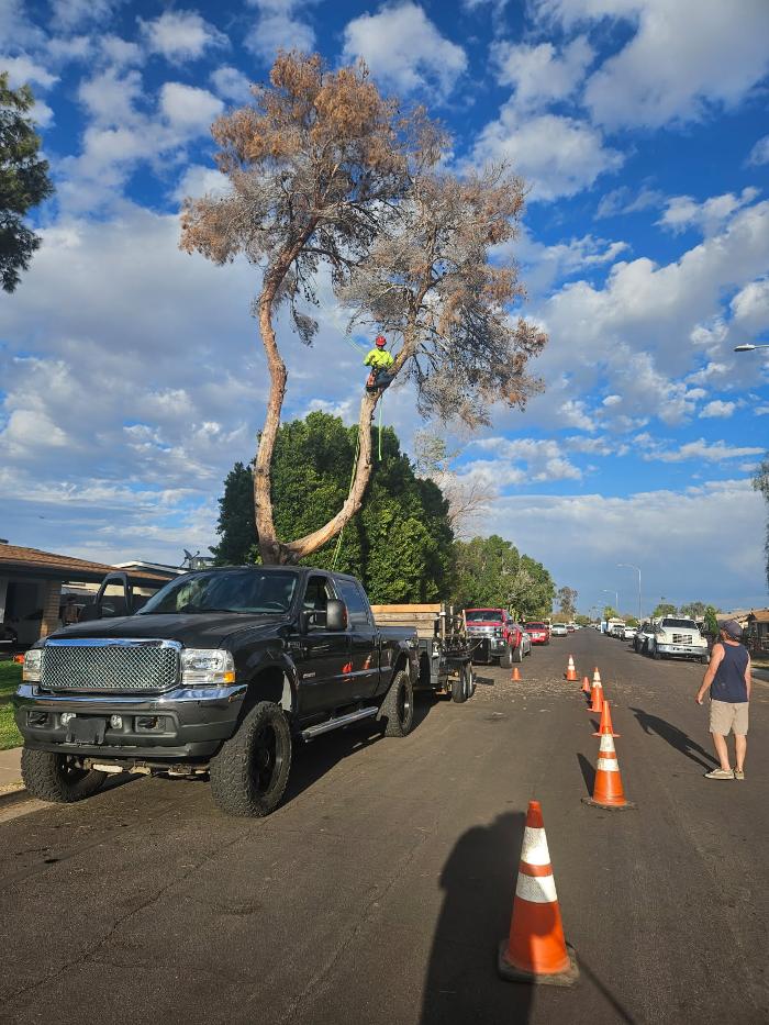 All Aspect Arborist LLC - Mesa, AZ