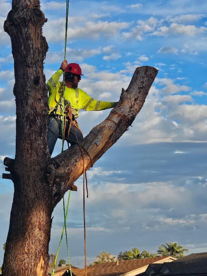 All Aspect Arborist LLC - Mesa, AZ