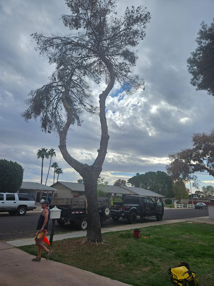 All Aspect Arborist LLC - Mesa, AZ