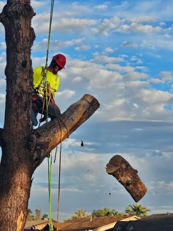 All Aspect Arborist LLC - Mesa, AZ
