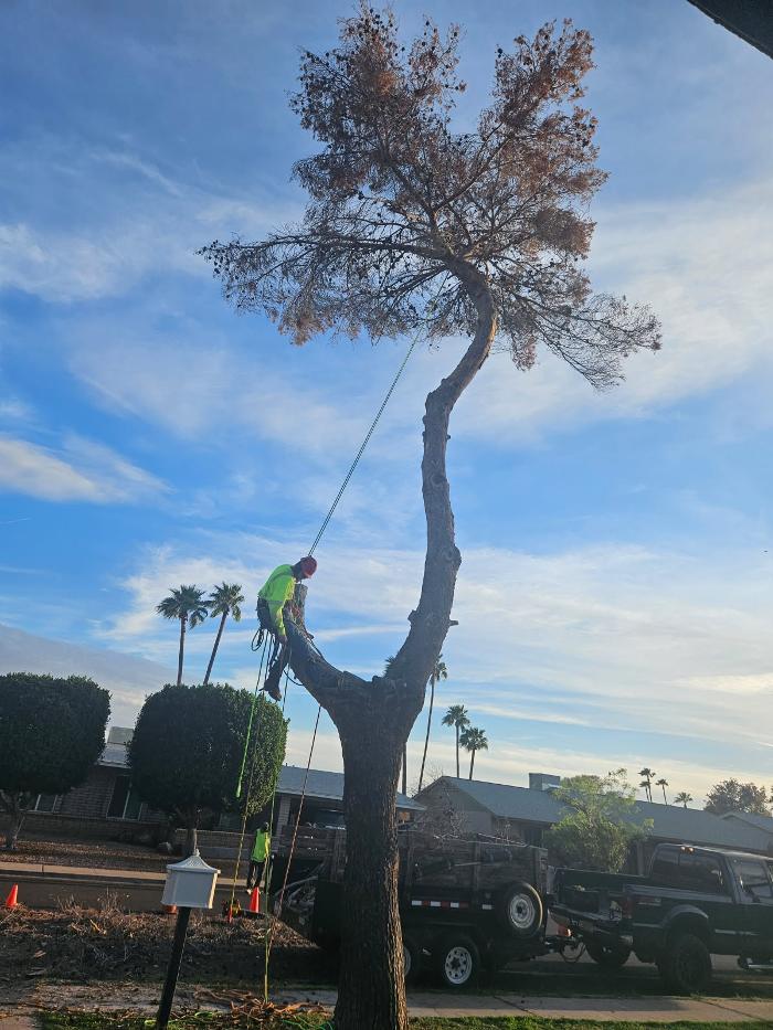 All Aspect Arborist LLC - Mesa, AZ
