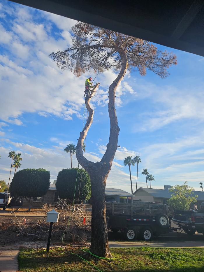 All Aspect Arborist LLC - Mesa, AZ