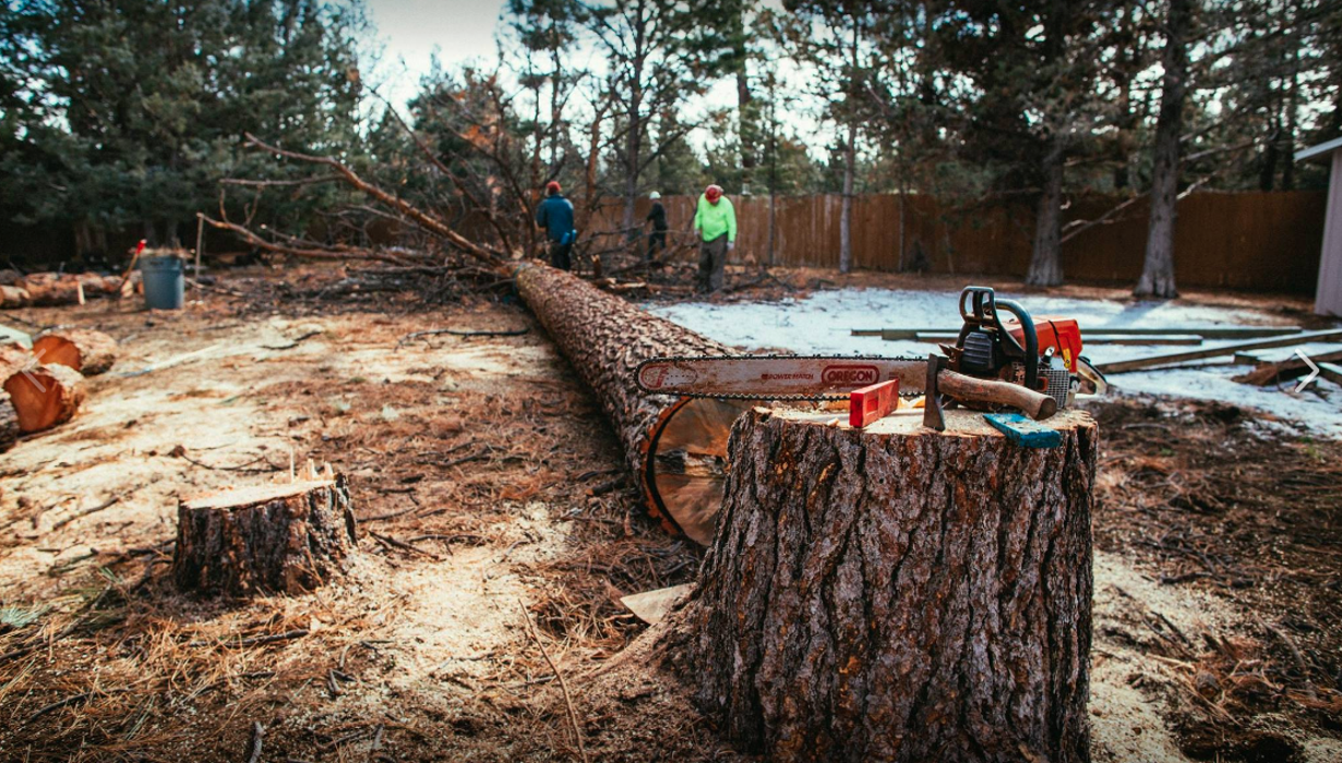 Arbor Tree Care LLC Image