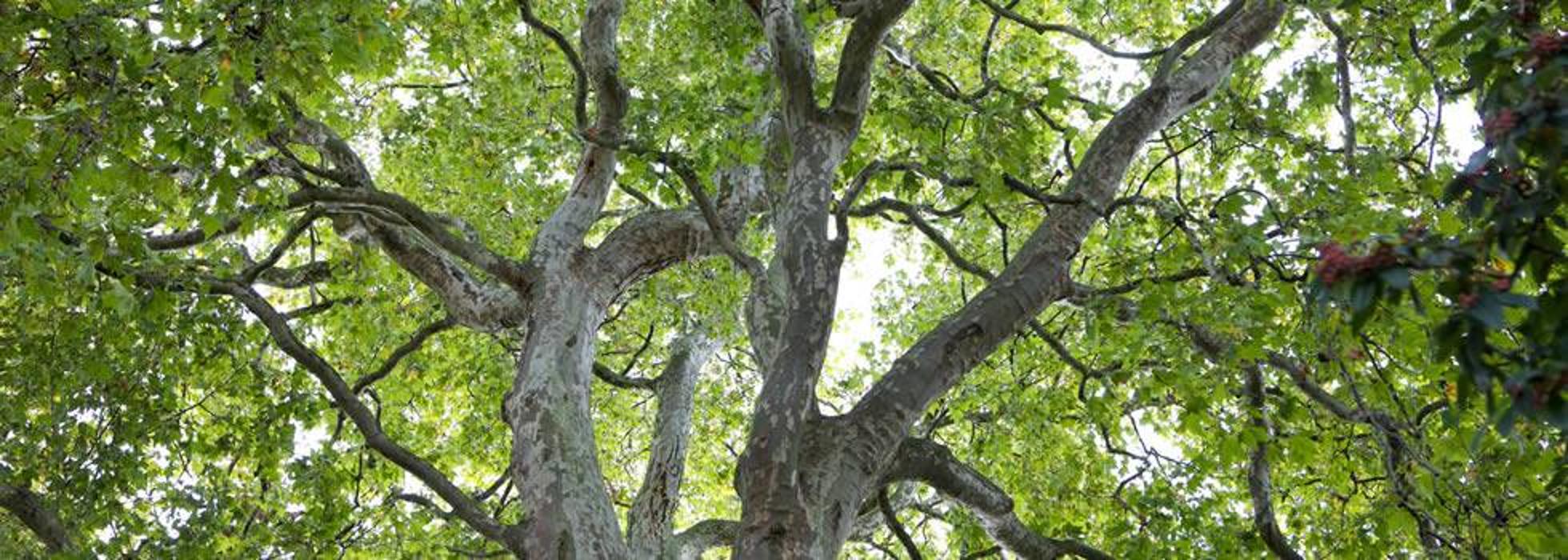 Arbor Tree Care LLC Image