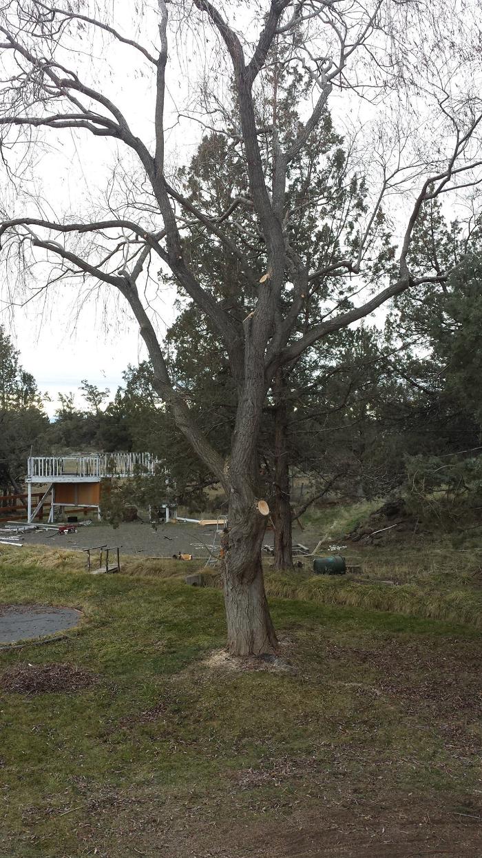 Arbor Tree Care LLC Logo