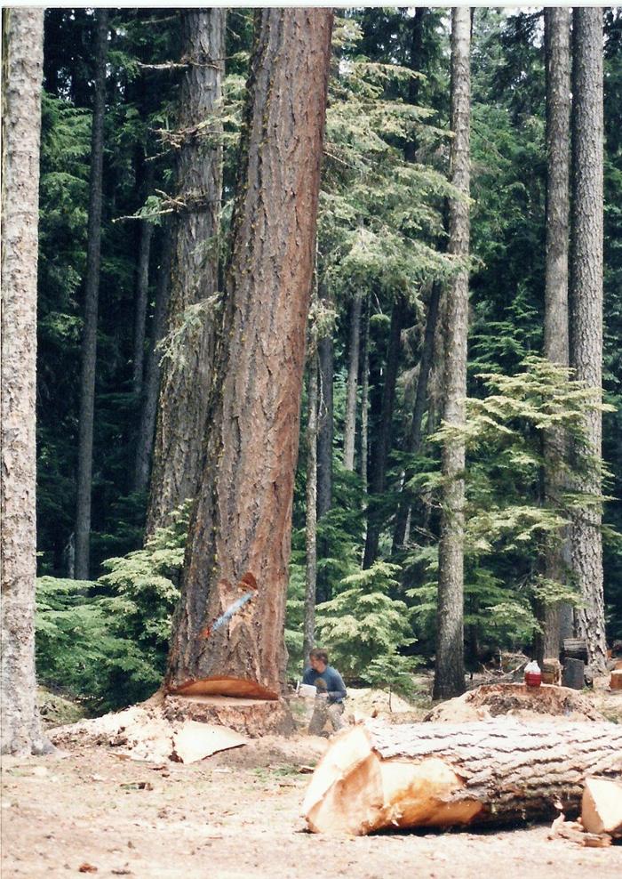 Arbor Tree Care LLC Image