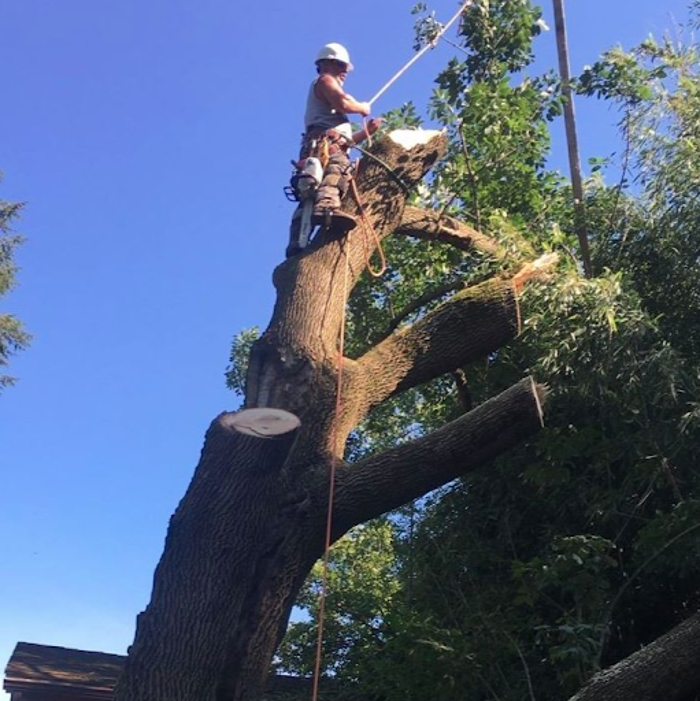 Chesapeake Tree & Outside Services LLC