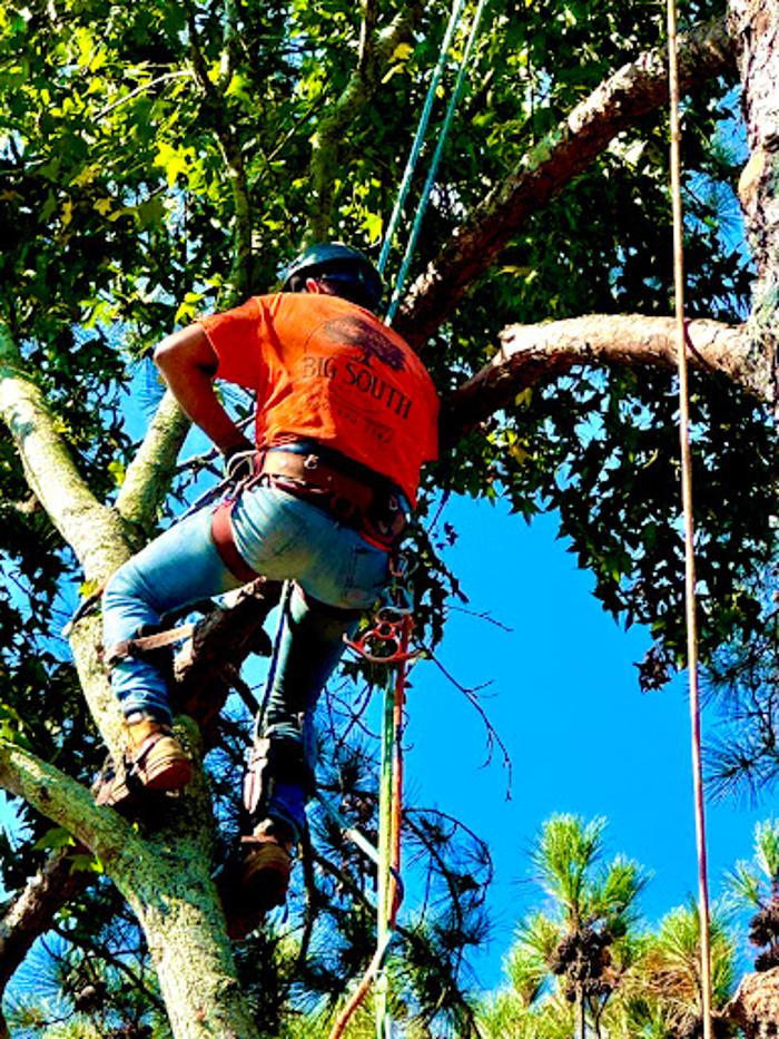 Big South Land & Tree LLC - Jefferson, GA