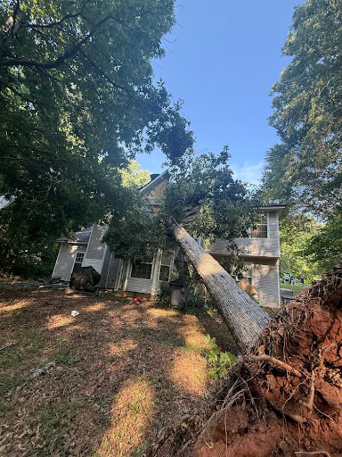 Big South Land & Tree LLC - Jefferson, GA