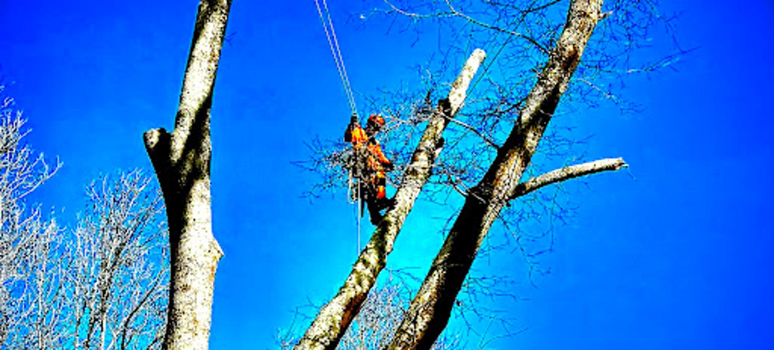 Big South Land & Tree LLC - Jefferson, GA