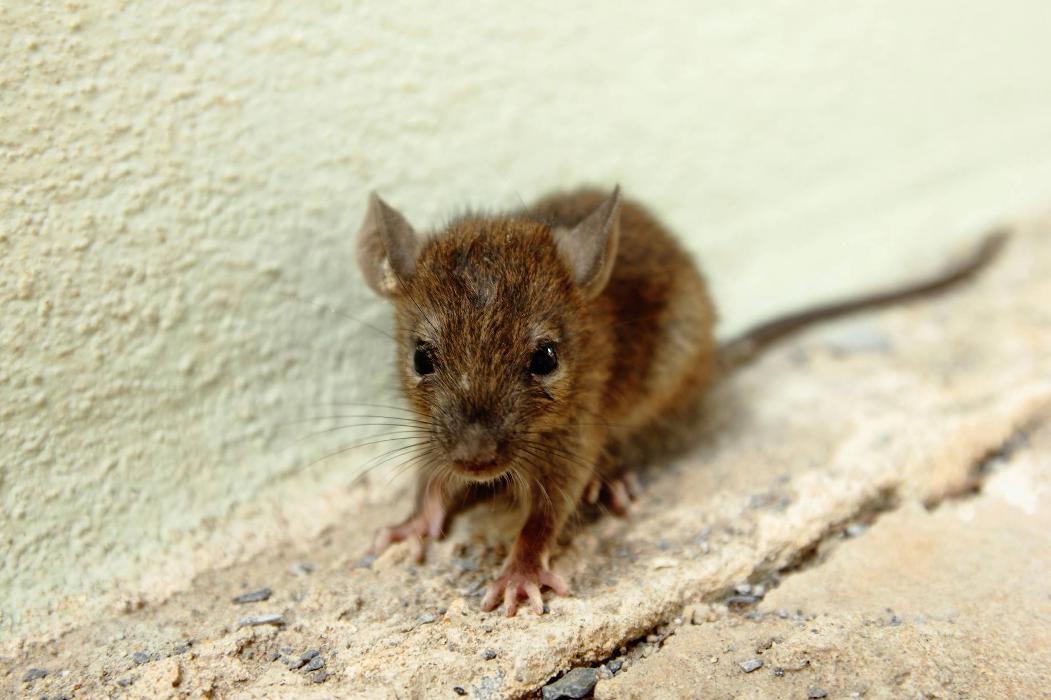 Jolly Roger Pest Control - Stafford, VA