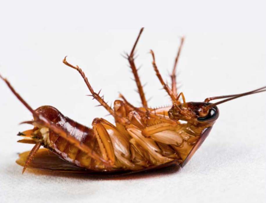 Jolly Roger Pest Control - Stafford, VA