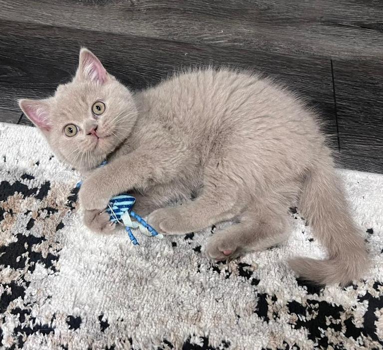 Luxury Only Kittens - Vienna, VA