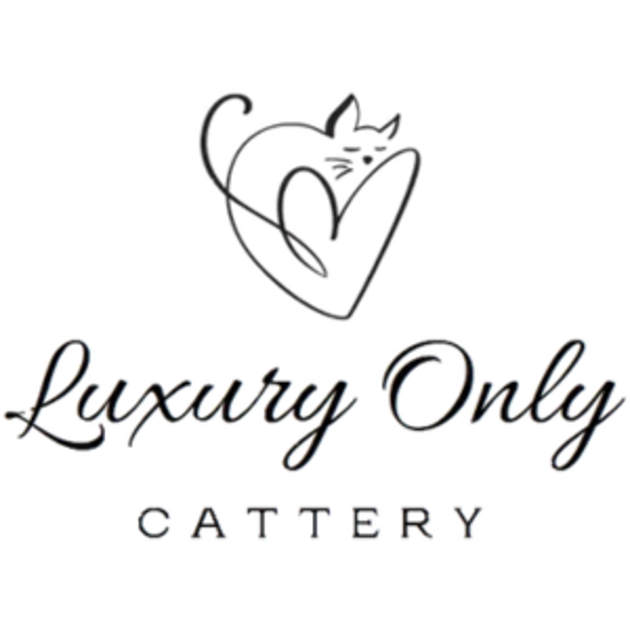 Luxury Only Kittens - Vienna, VA